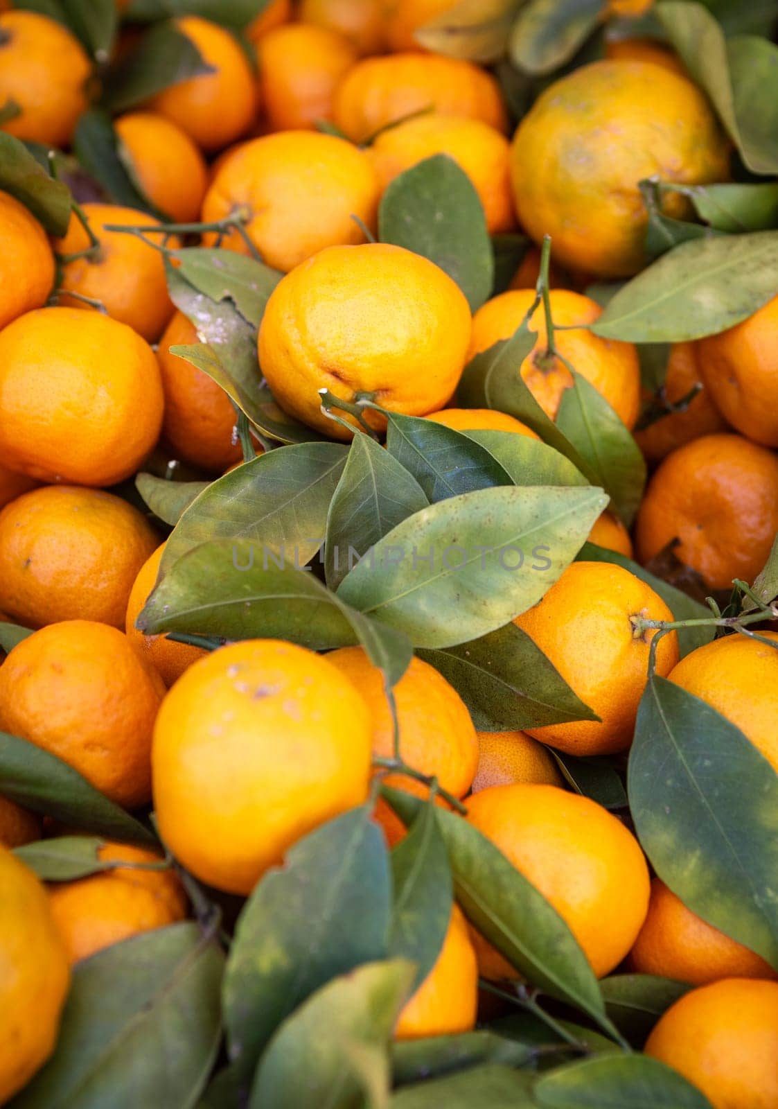 Freshly picked mandarin oranges, organically grown