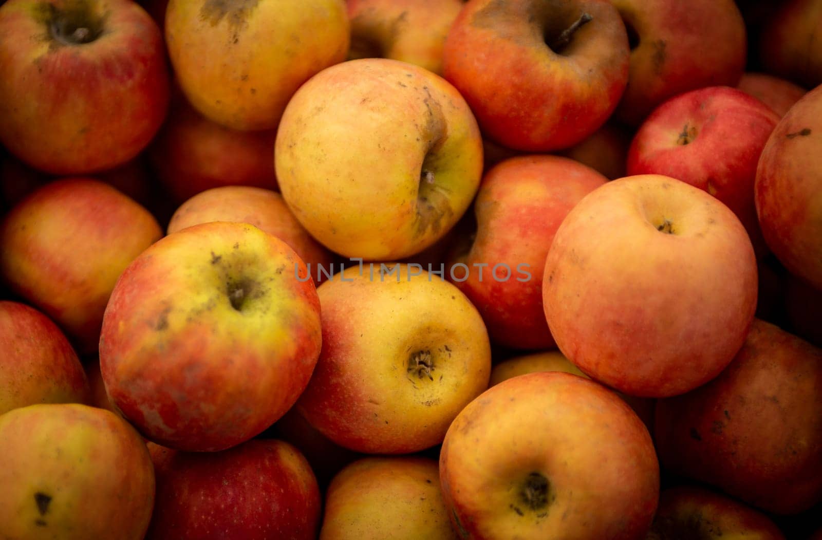 Bunch of Organic Freshly PIcked Apples
