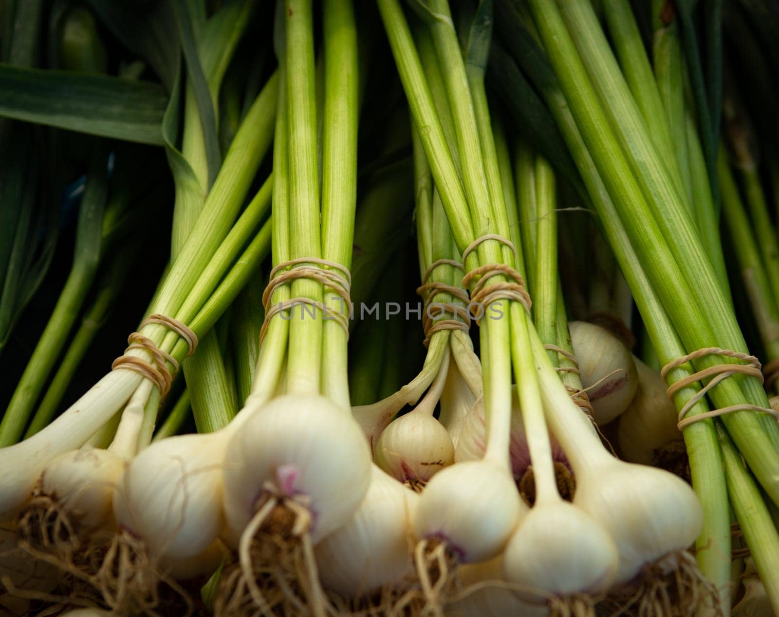 Bunches of Green Onions with the bulb