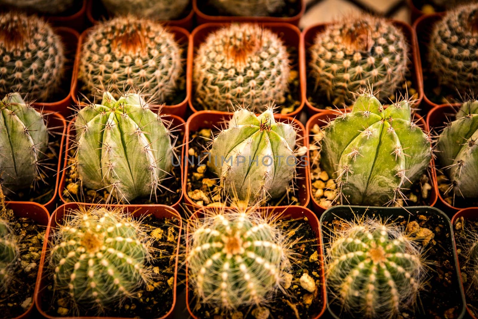 Baby Cactus in rows for a garden