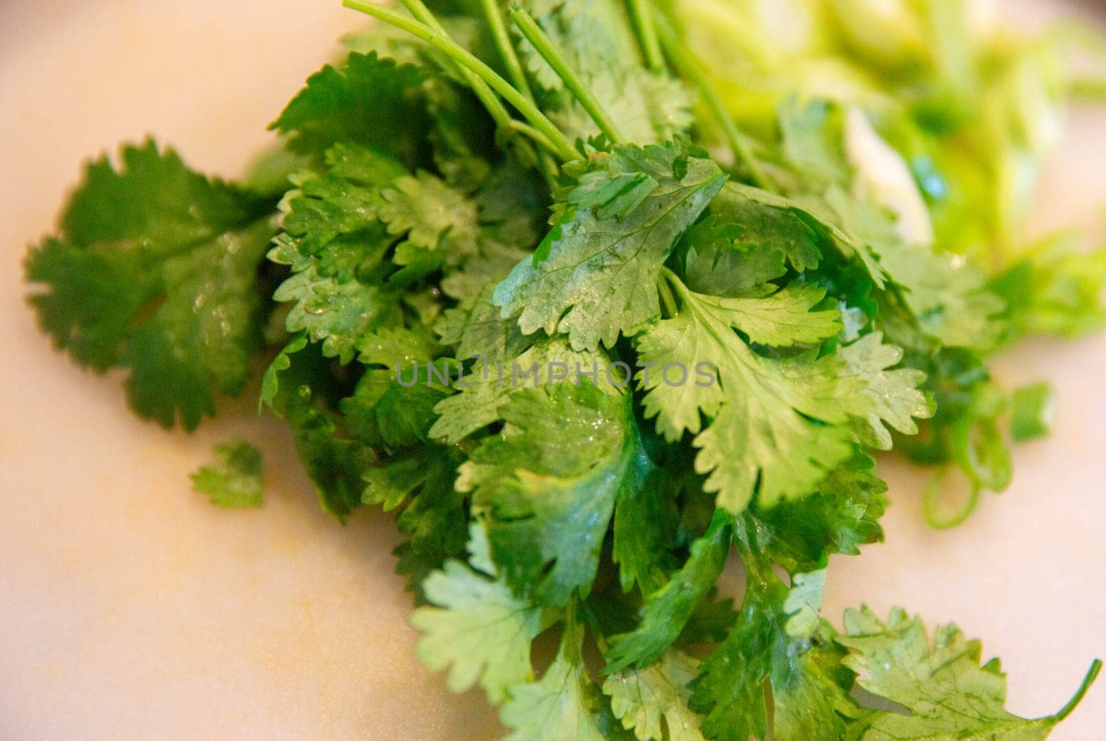 A heap of fresh cilantro