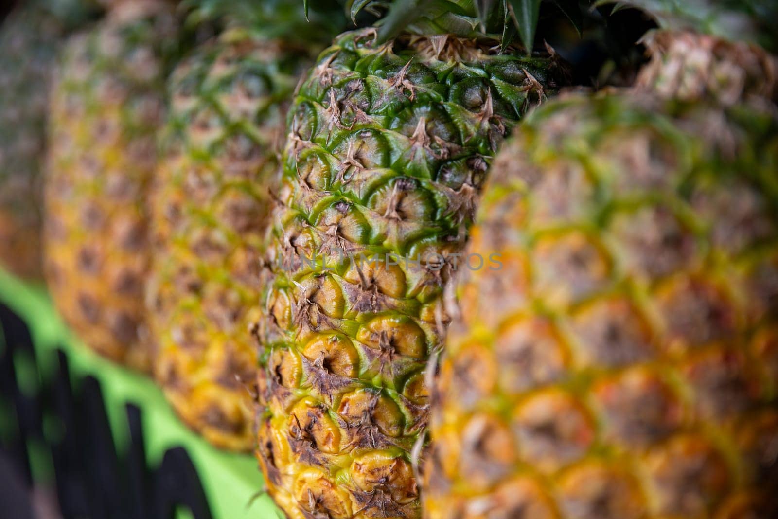 Row of Organic fresh tropical pineapples