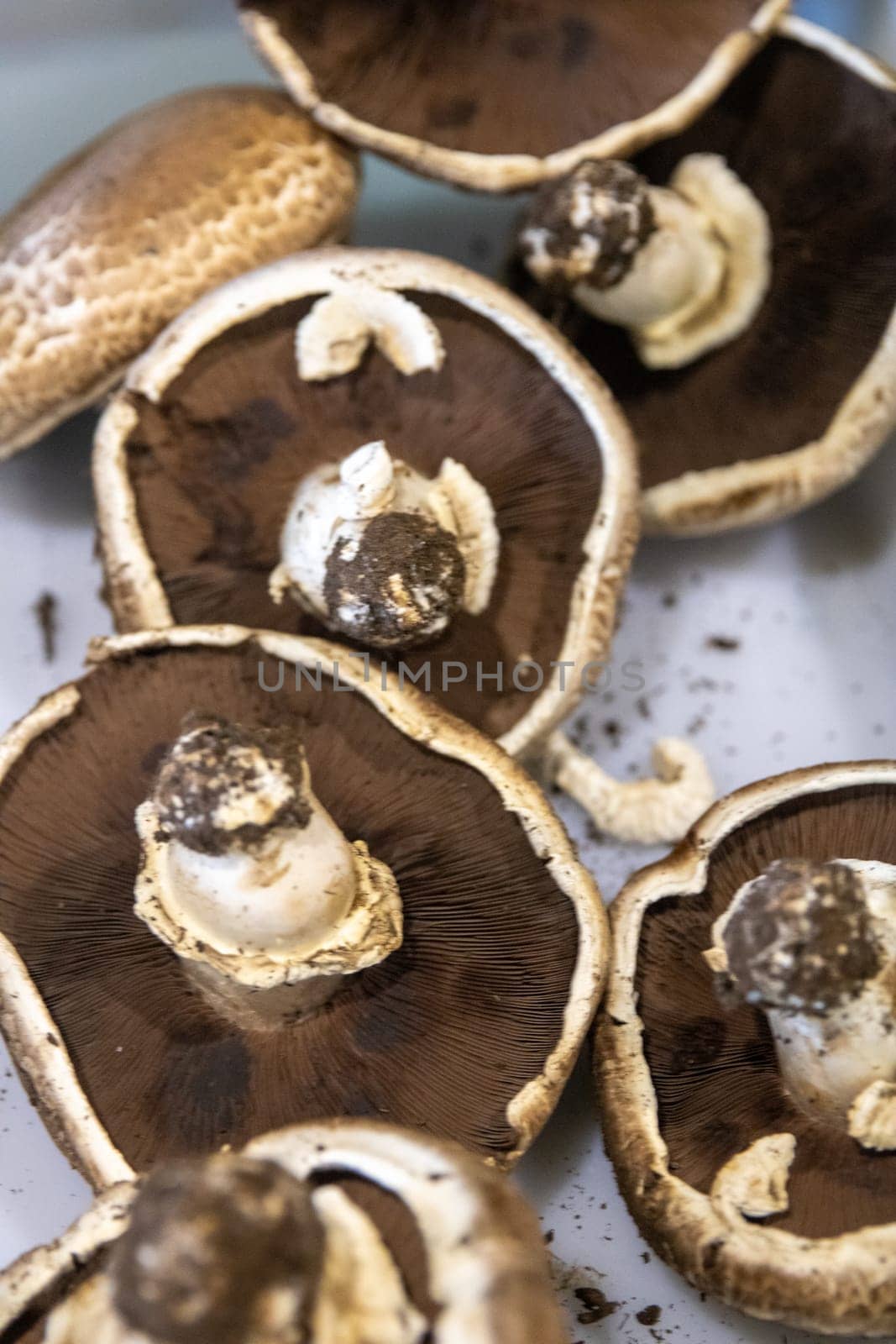 Big Portobello Mushrooms shot vertically