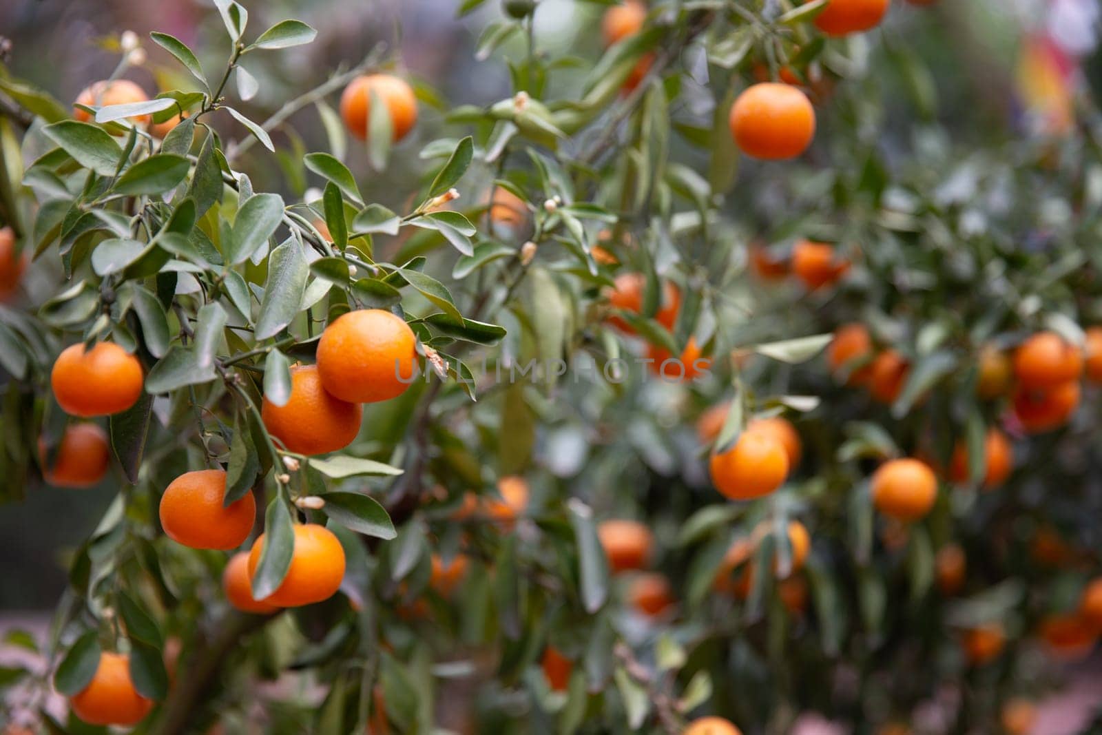 Kumquat tree with ripe fruits ready to be picked