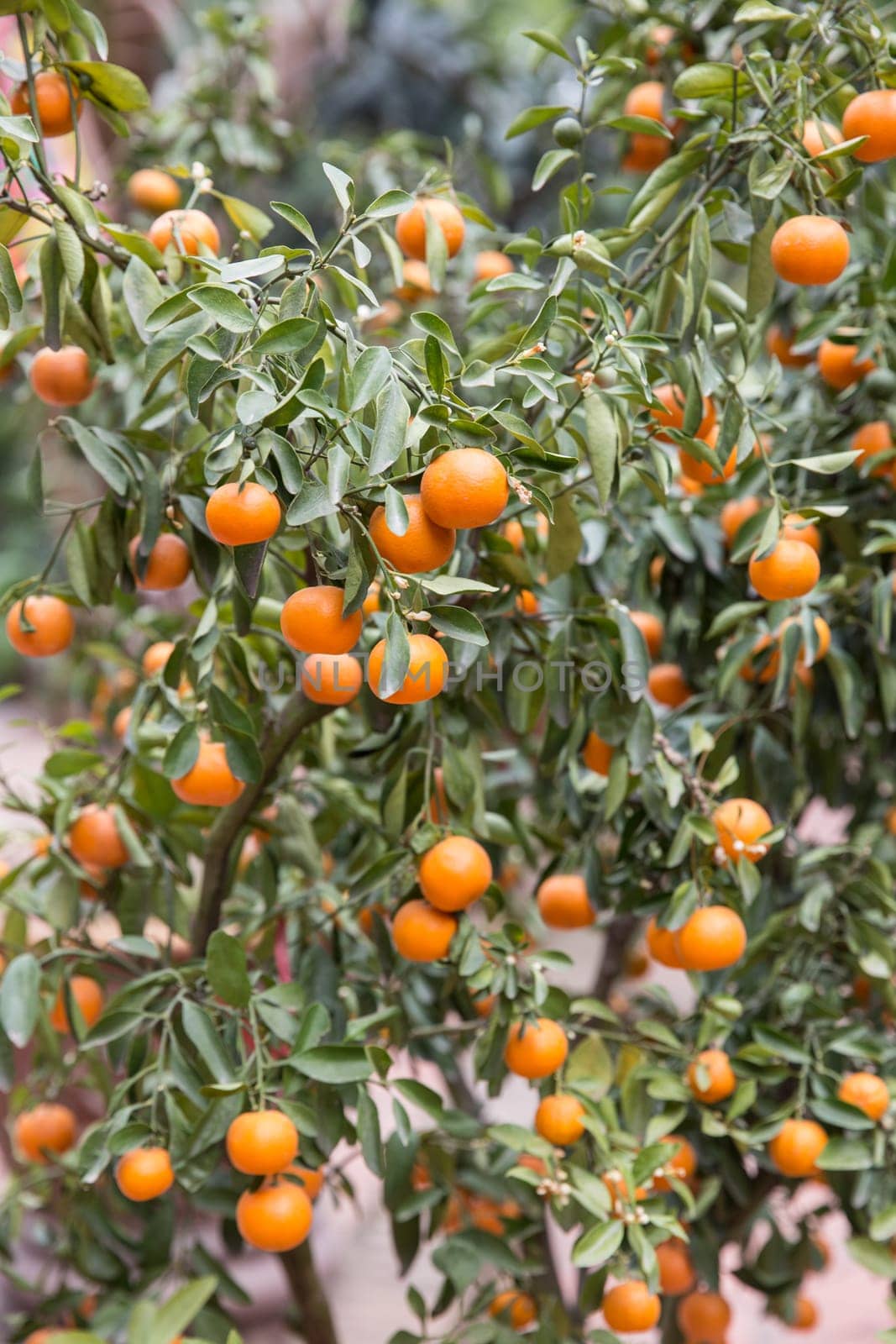 Kumquat tree with ripe fruits ready to be picked