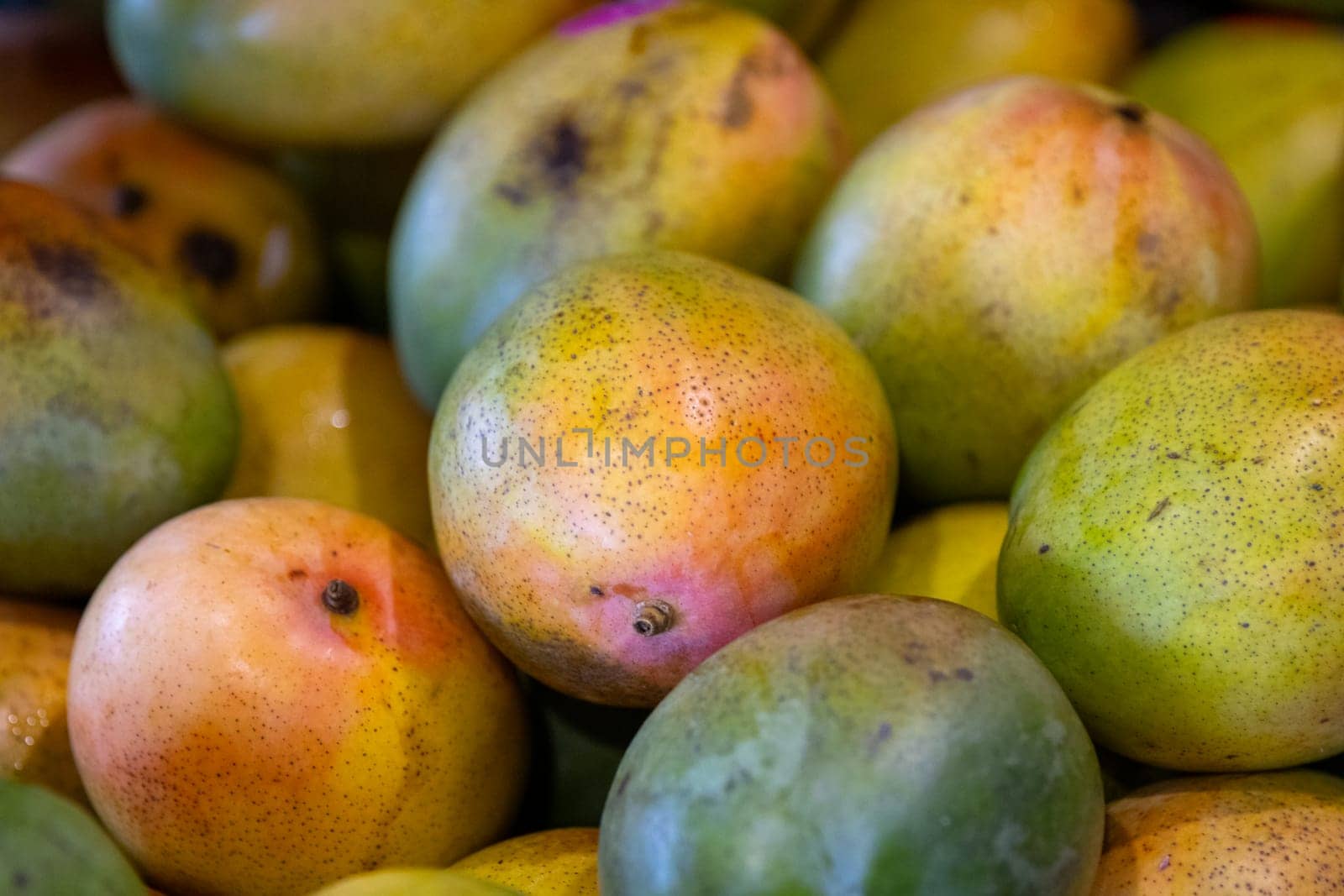 Close up Group of Colorful Mangos