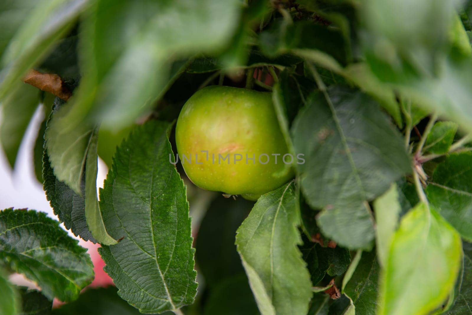 Unriped green tomato on a bush organically grown