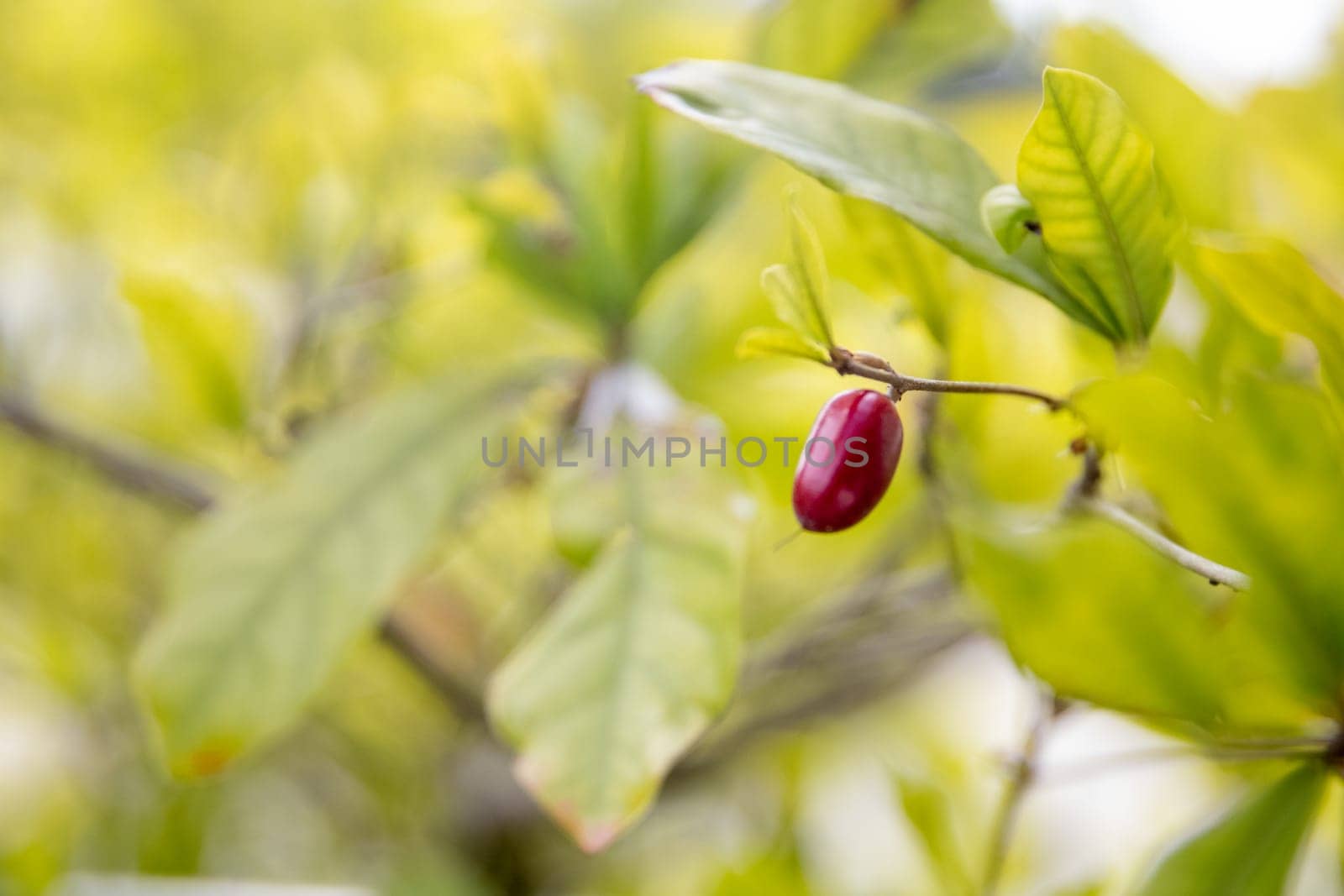 Miracle Fruit Berry Bush with copy space