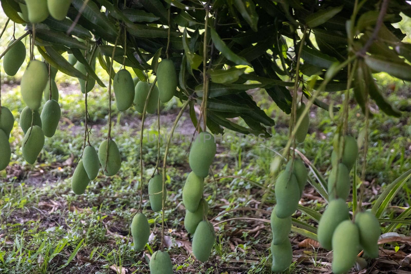 Bunch of hanging mangos from a mango tree