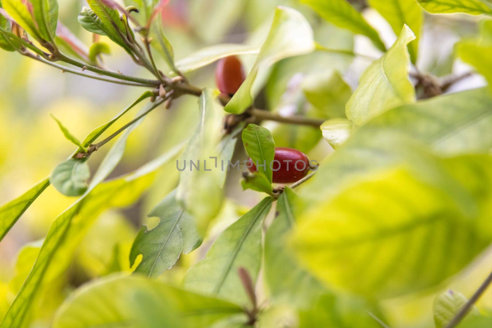 A Miracle Fruit Bush with berries