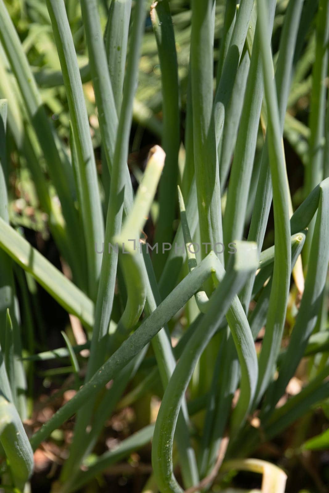 Bunch of green onions in a garden
