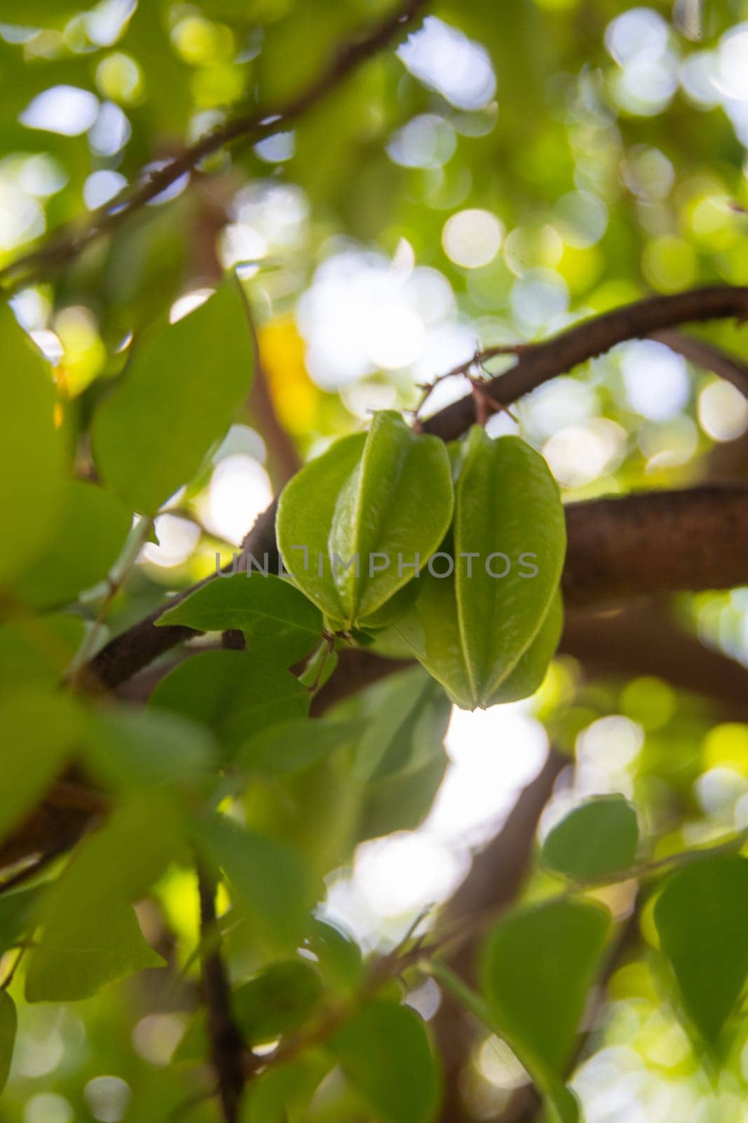 Starfruit in a tree growing naturally