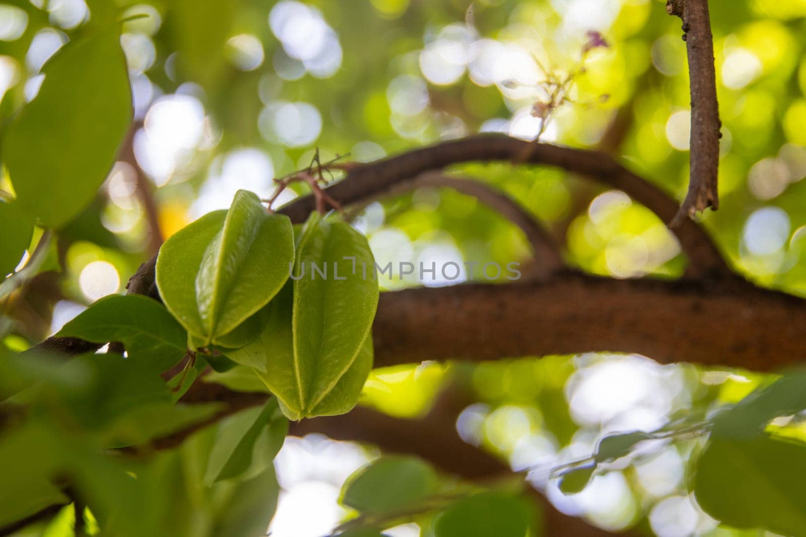 Starfruit in a tree getting riped