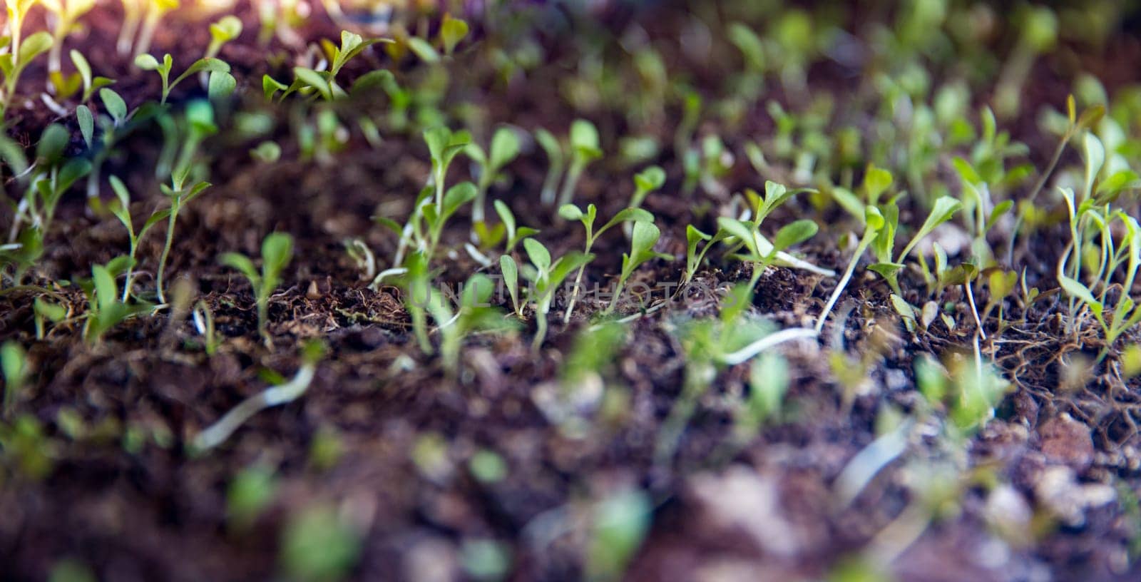 Micro greens sprouting ready to be picked