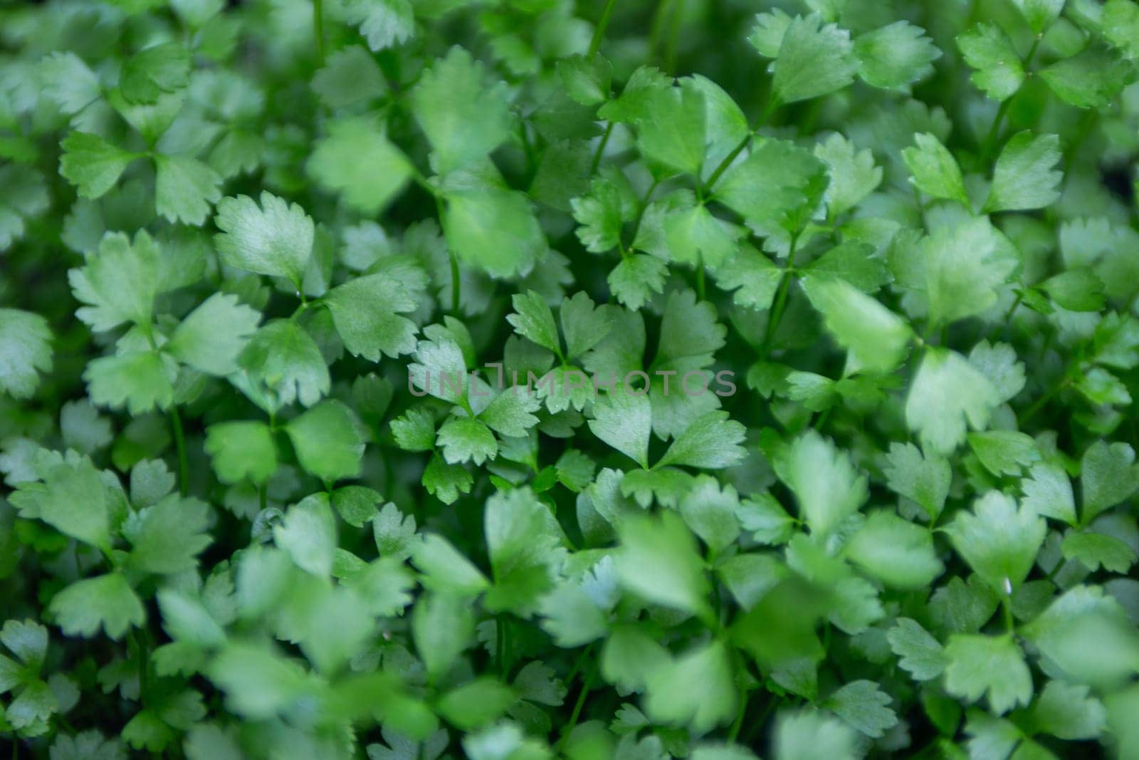 A bunch of parsley ready to be gathered