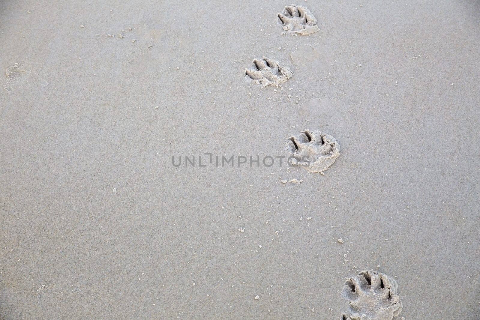 Paw prints on a beach during low tide