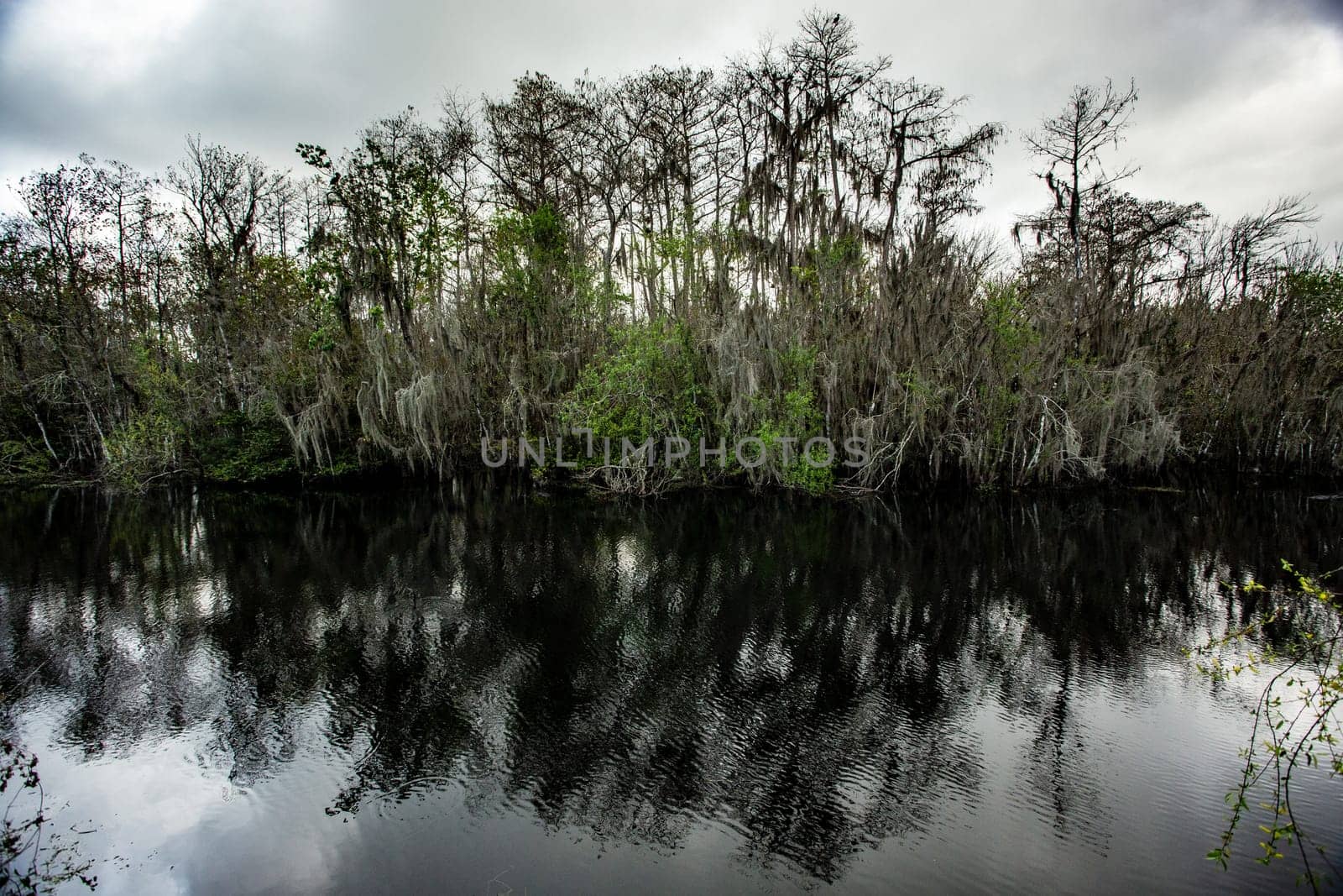 Cypress trees with a dramatic look and mirrored relection