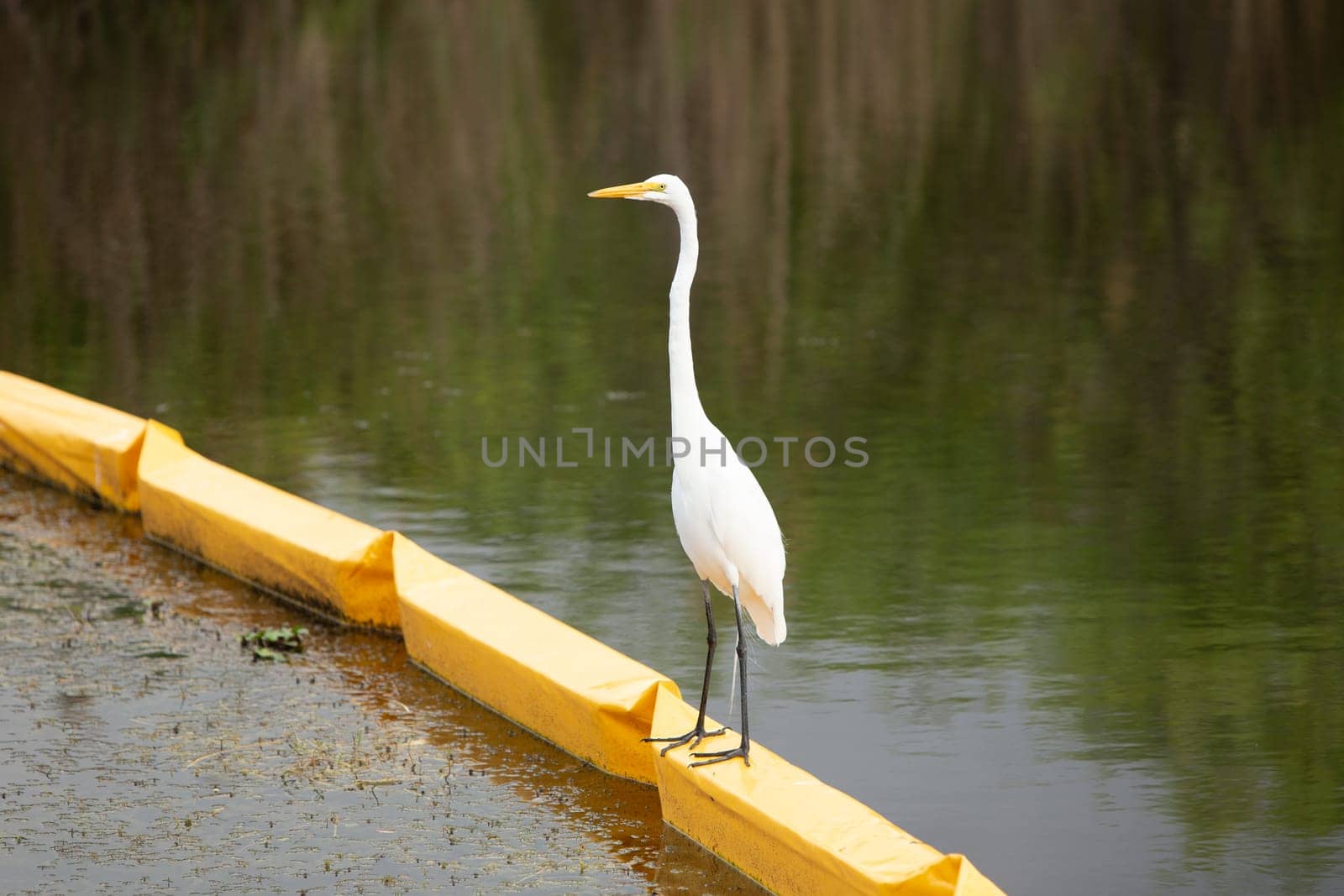 Egret standing on Oil Barrier where it's polluted