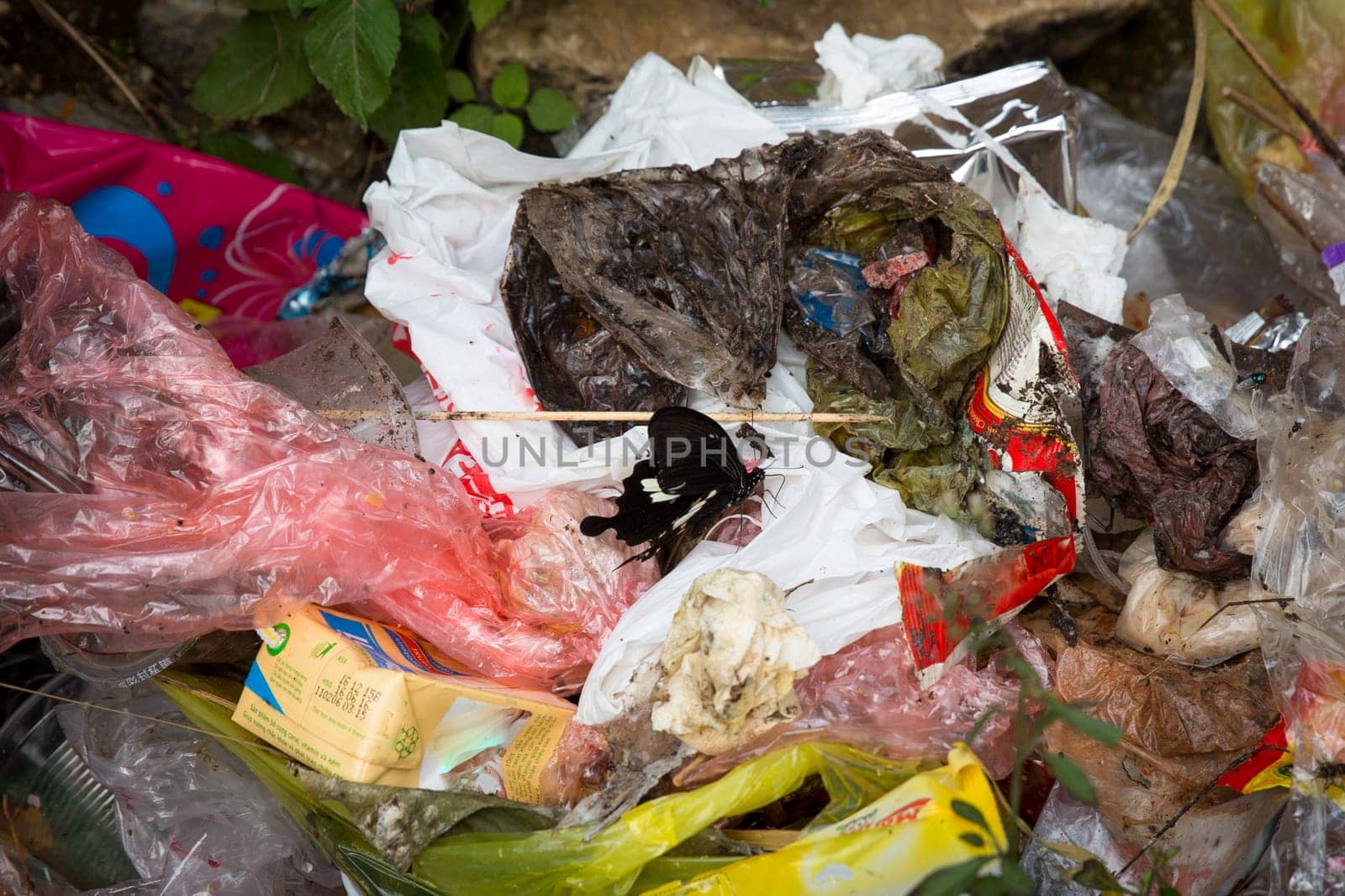 Black Swallowtail in Garbage in Asia