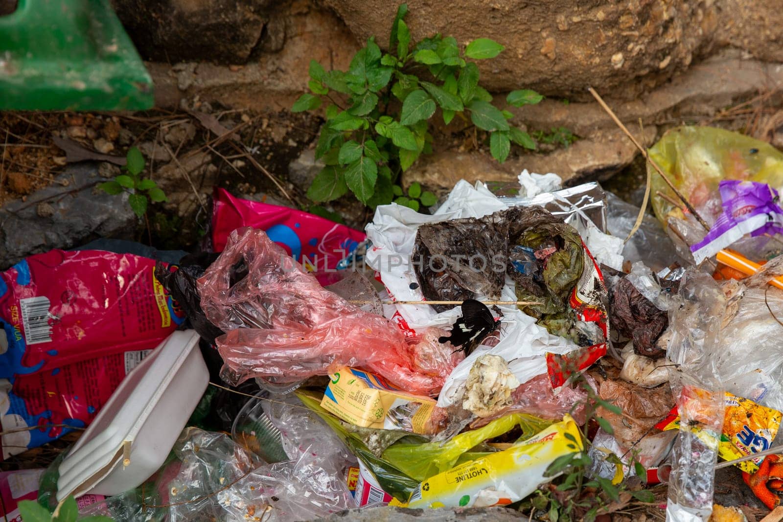 Black Butterfly in Trash in Asia