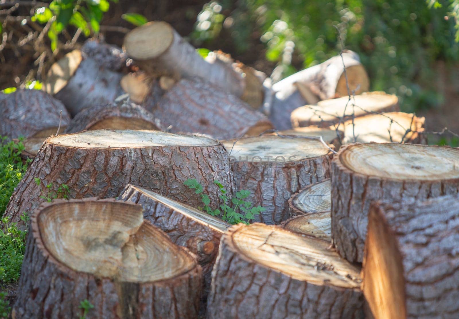 Chopped tree trunks  put as logs
