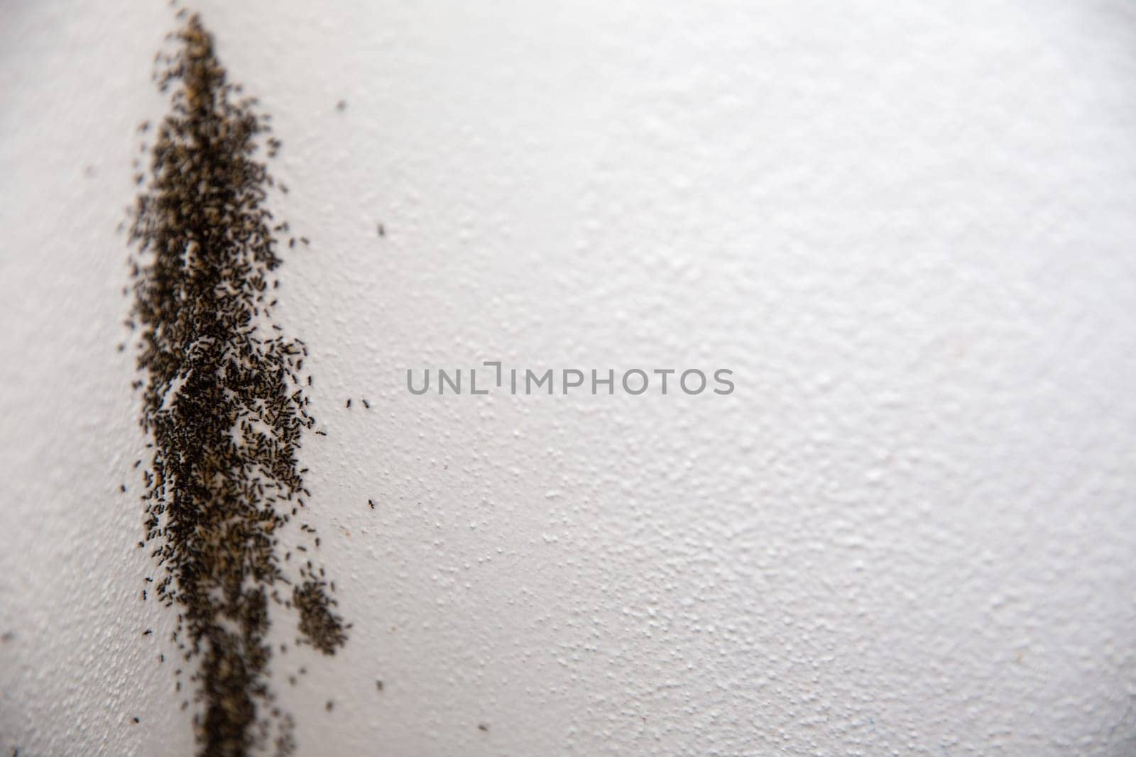 Ant infestation on a wall with copy space