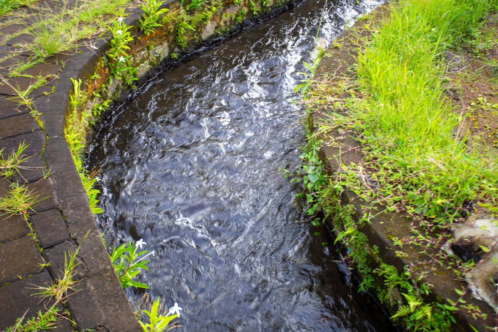 Streaming water to the rice patty going through the fields