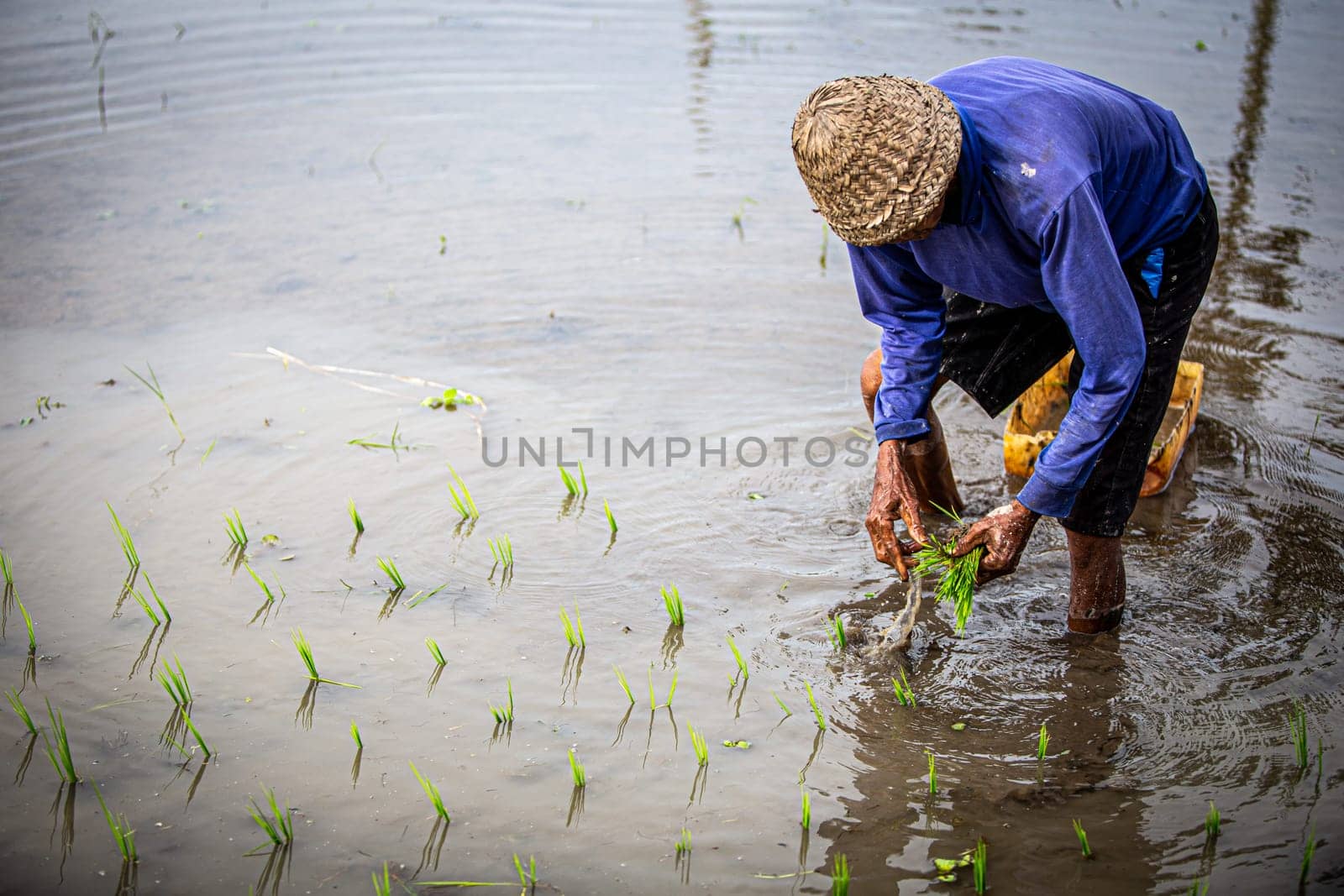 Farmer Gathering rice in Indonesia