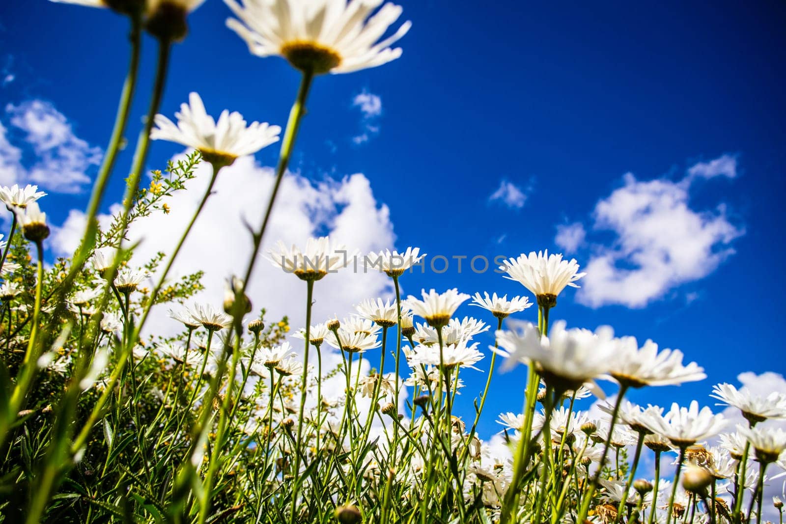 Daisies looking up to the bright blue sky