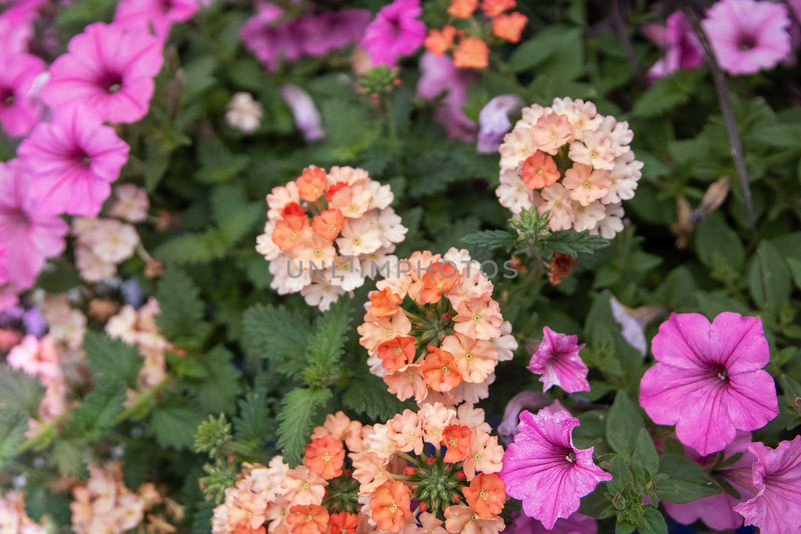 Peach Petunias and Purple Vervain Flowers