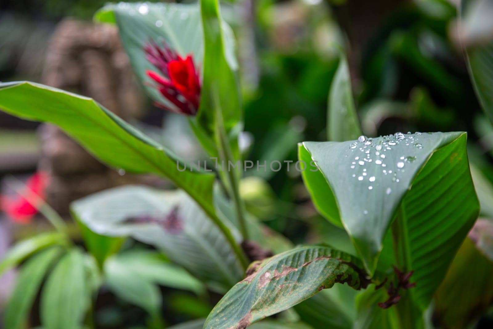 Leaf with Morning Dew in a Botanical Garden