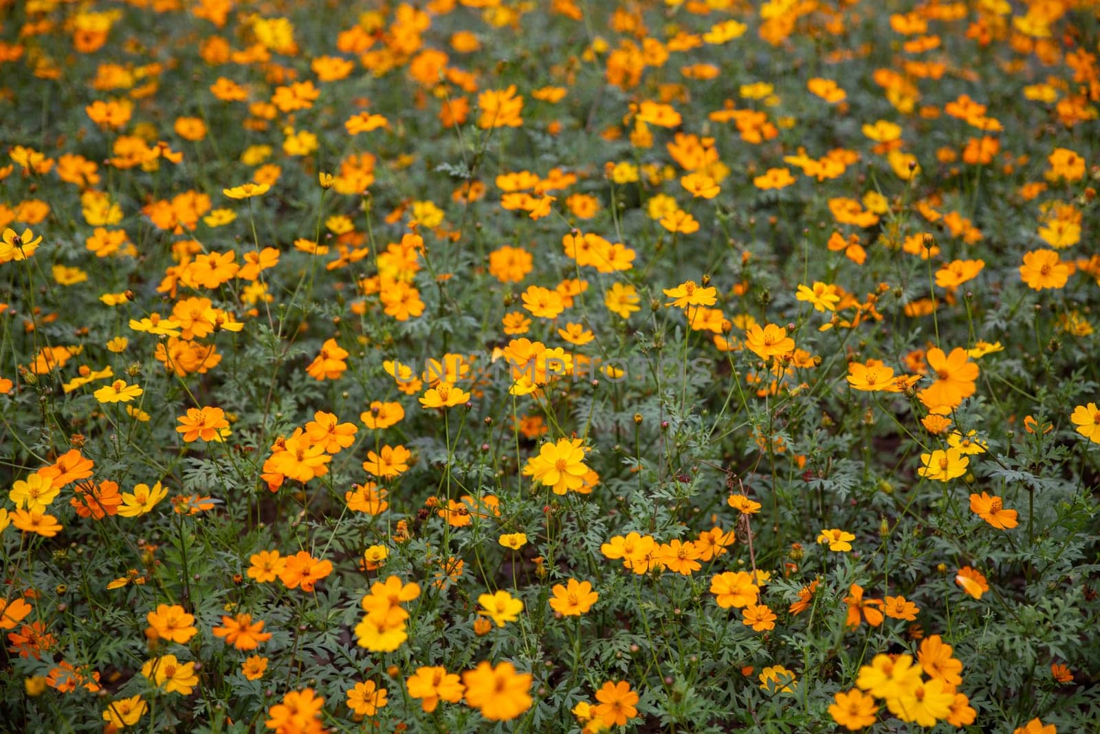 Marigold flower patch blooming in nature