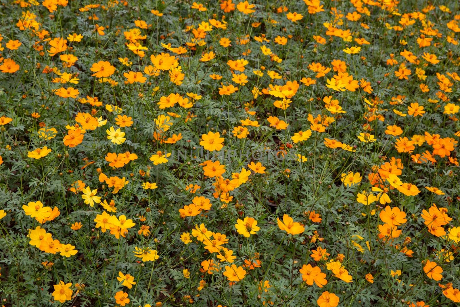 Marigold flower patch blooming in nature