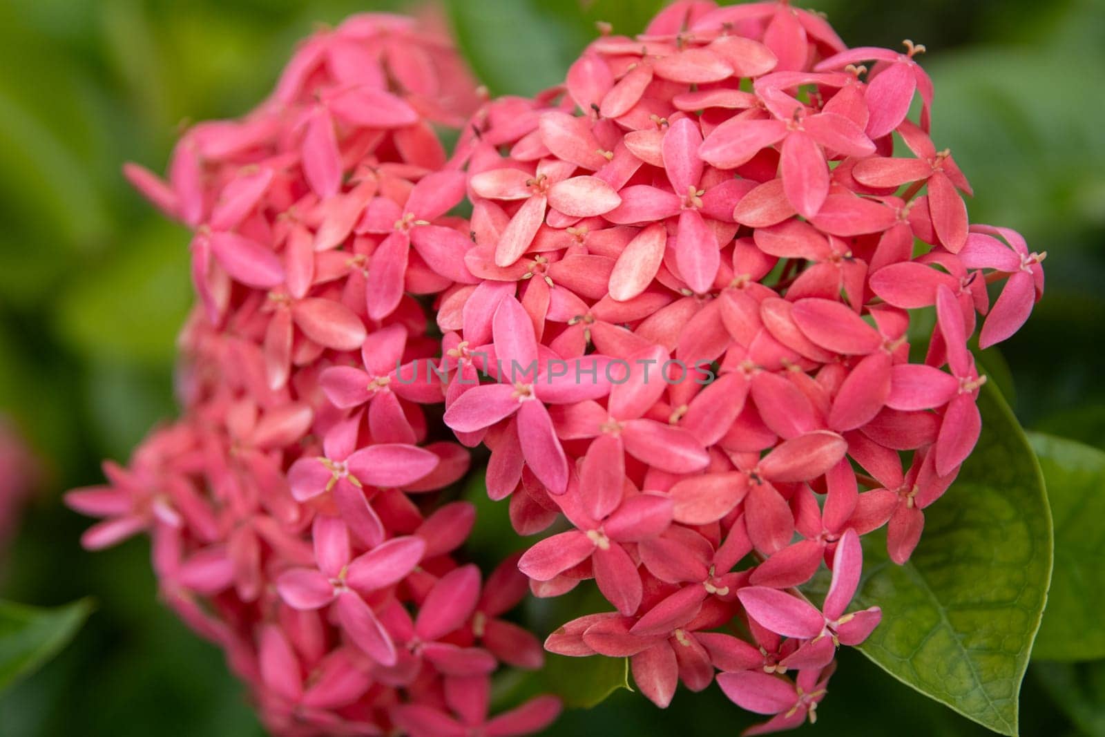 Jungle Geranium aka Ixora by TopCreativePhotography