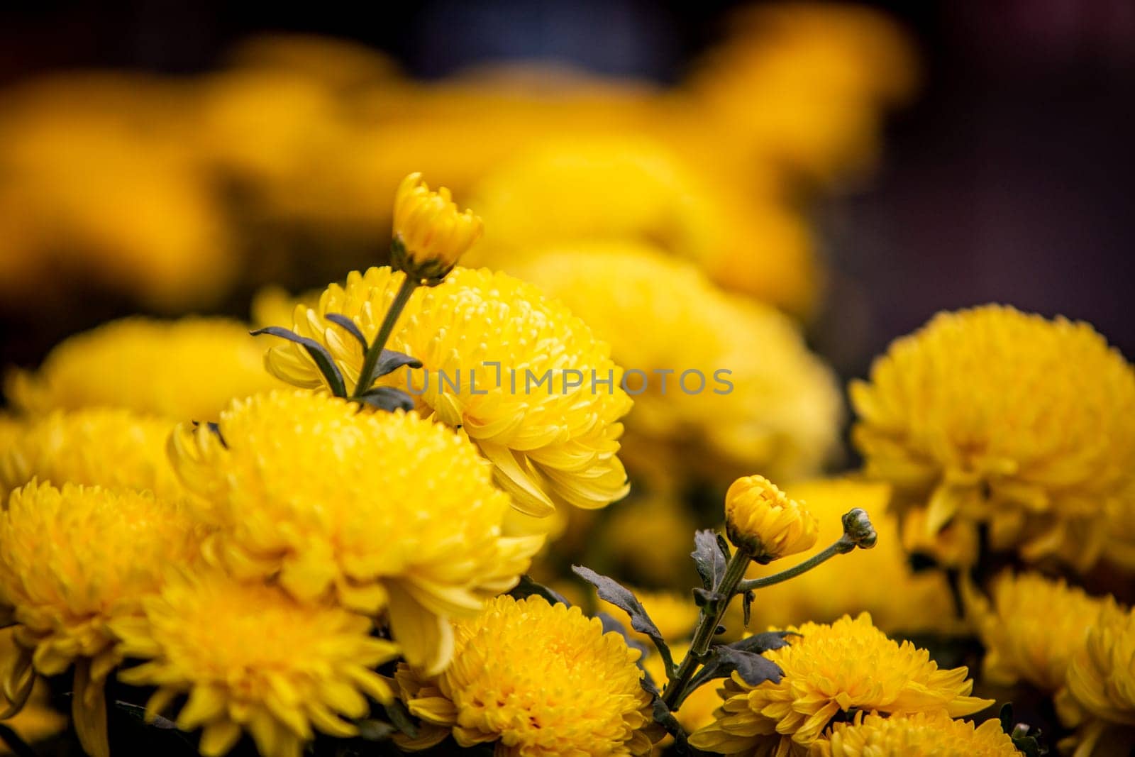 A bunch of Daisies at a floral shop