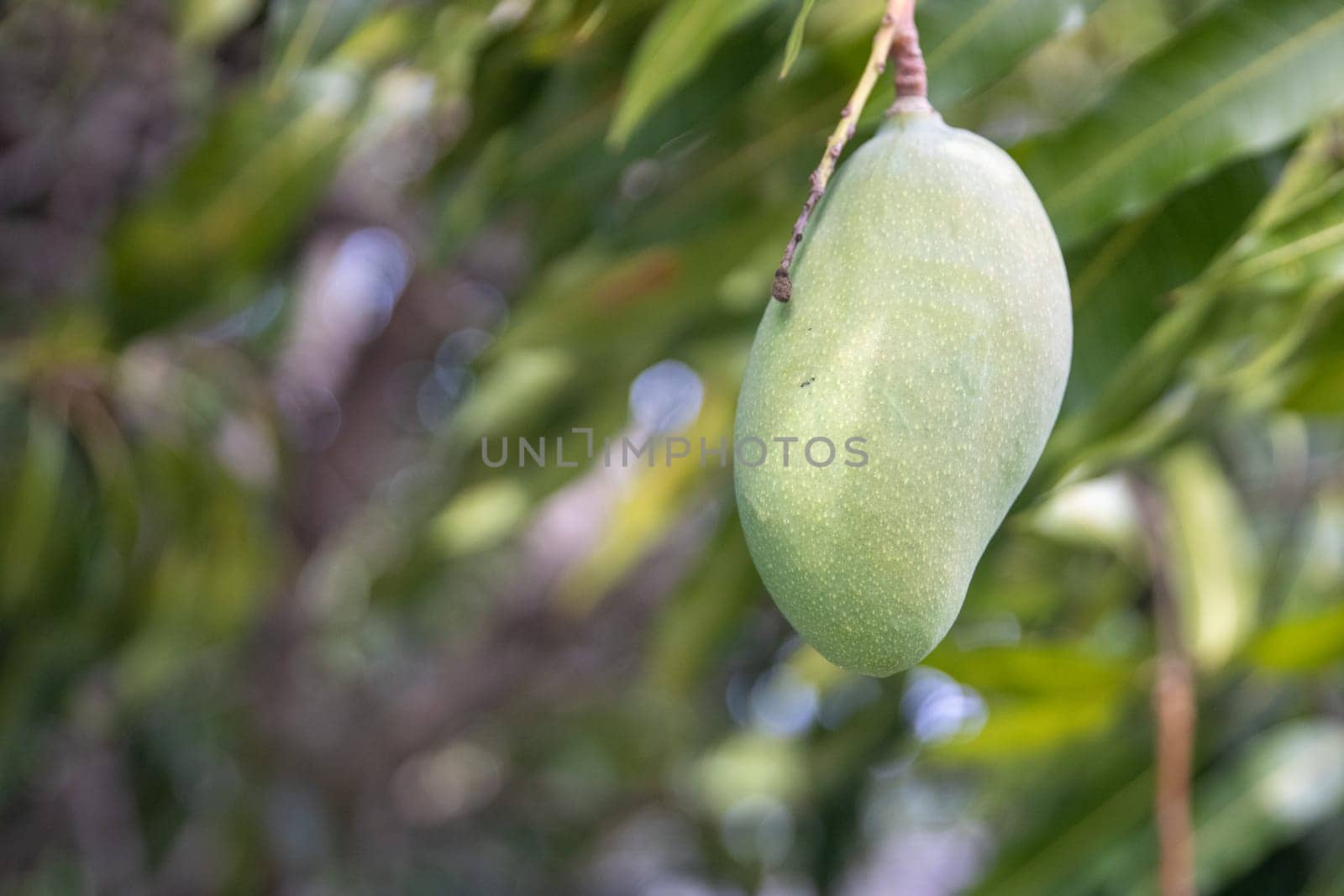 Single hanging mango that is not riped
