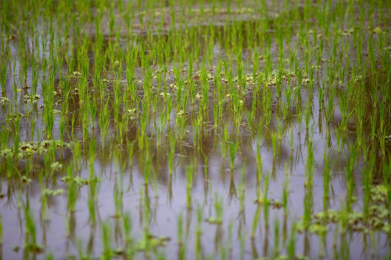 Close up on Rice Sprouts by village farmers