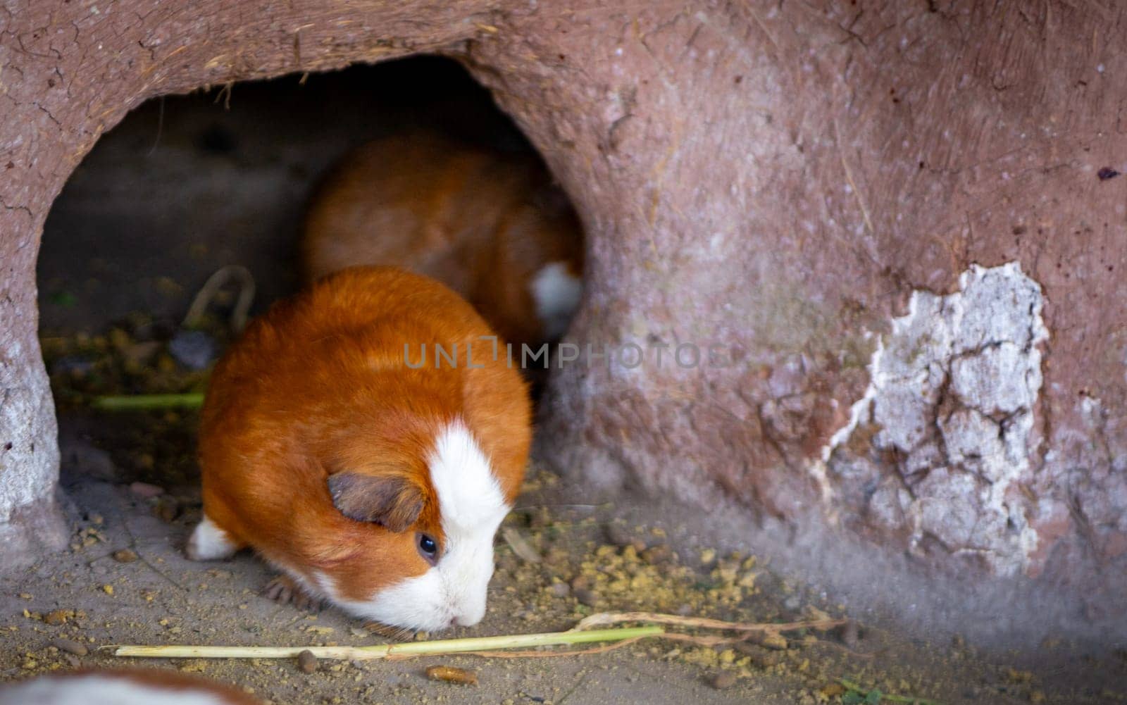 Peruvian Cuy or Guinea Pig fattening up