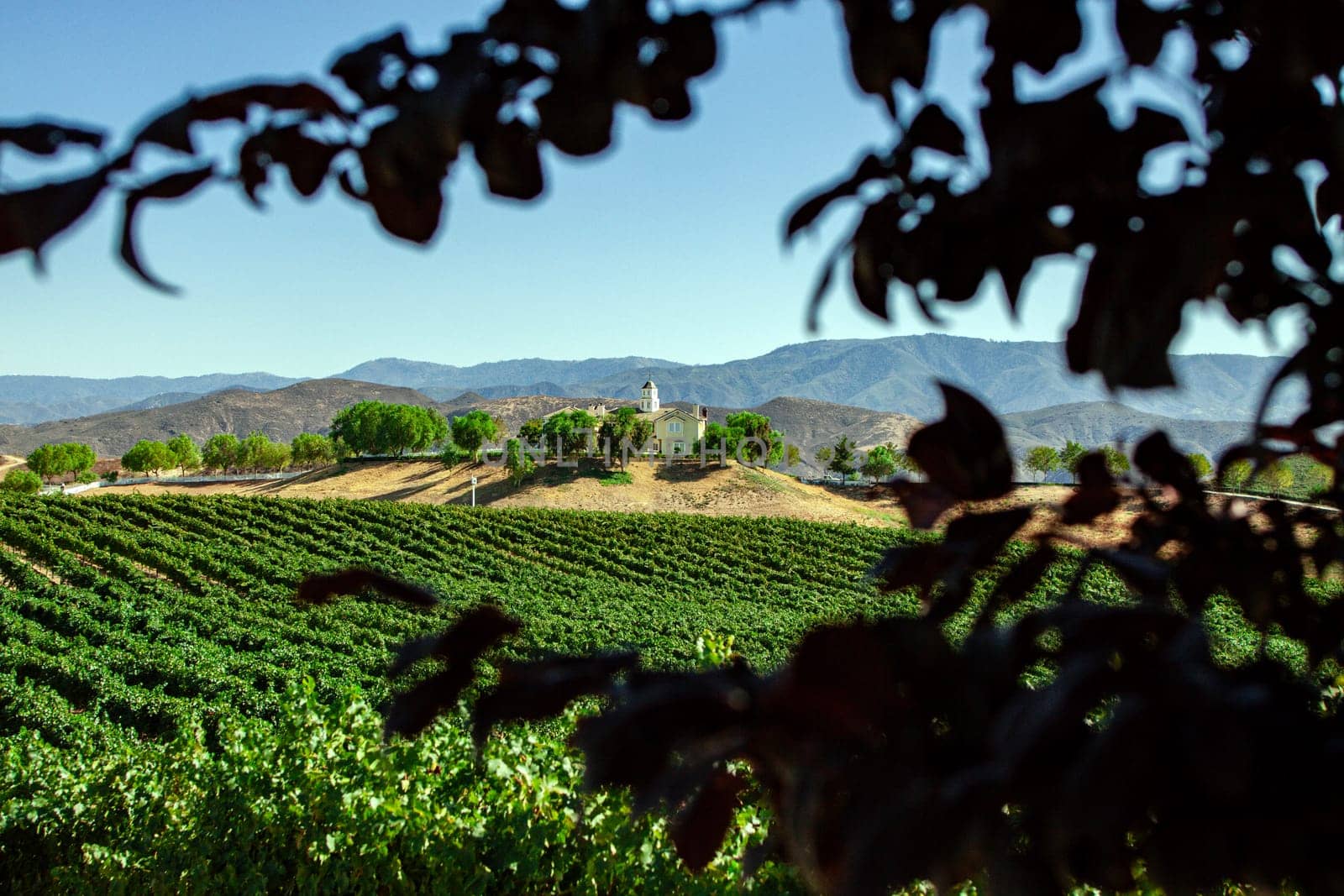 Estate on a vineyard in Temecula, California