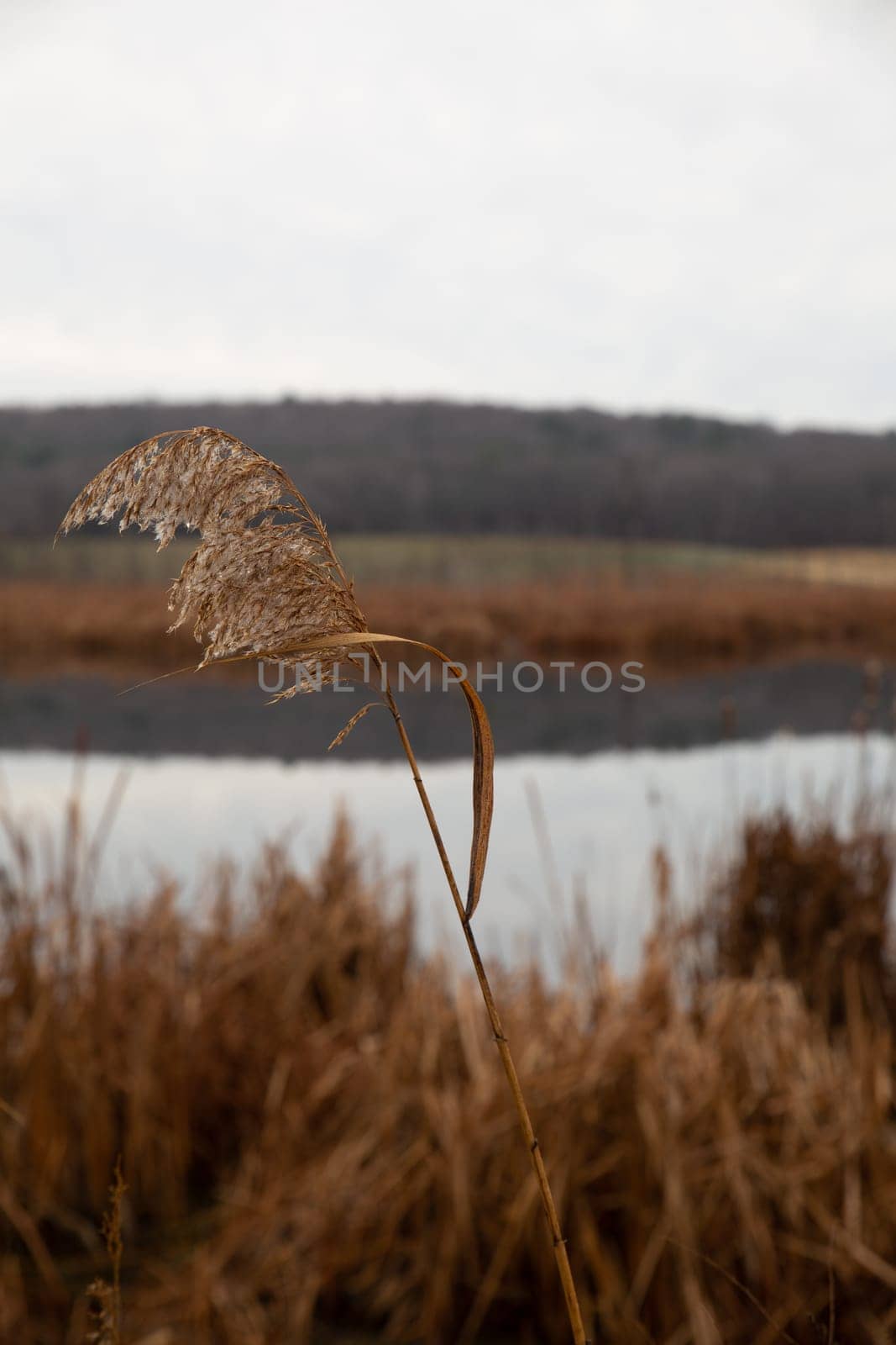 Common Reed in the Wind by TopCreativePhotography