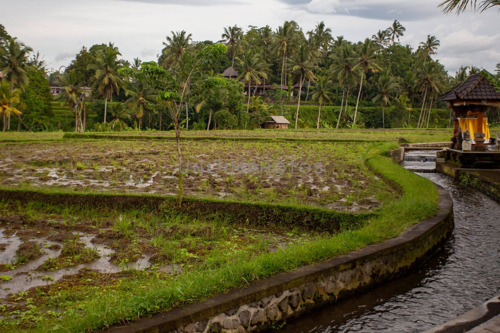 Rice patty and water stream showing steady flow