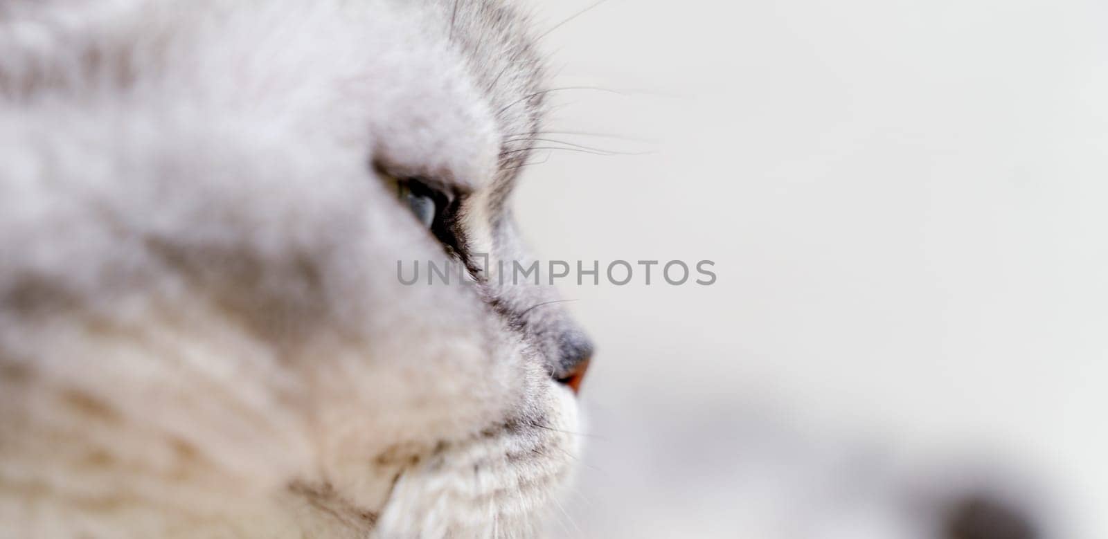 Close-up of a cat's muzzle. Scottish cat with green eyes