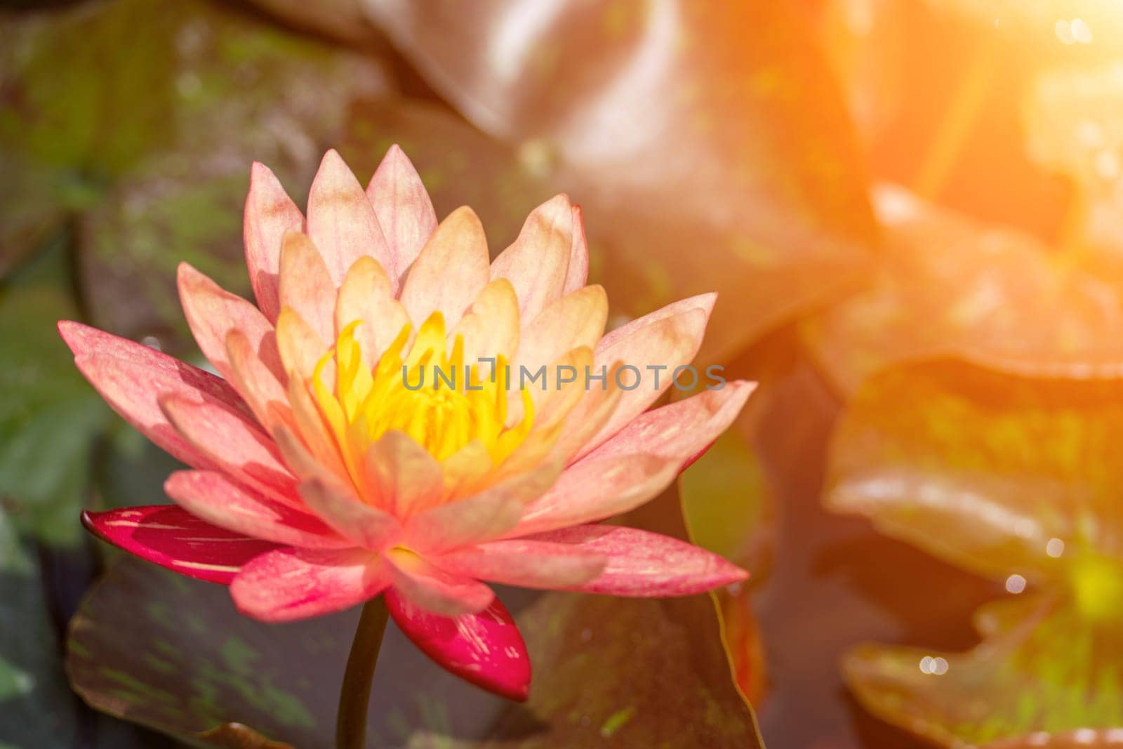 Pink lotus water lily flower in pond, waterlily with green leaves blooming by Matiunina