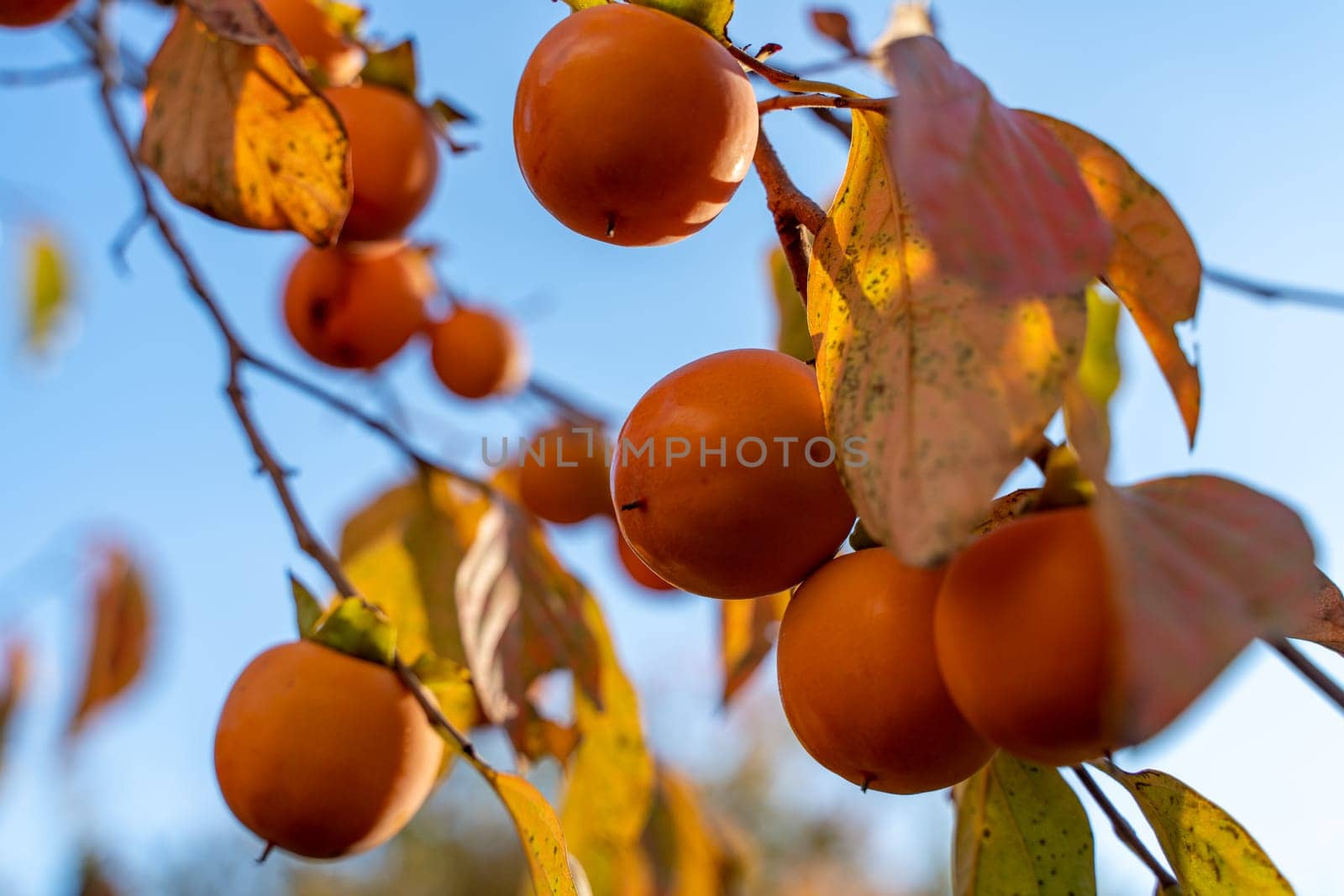 Persimmon ripe fruit garden. Tree branches with ripe persimmon fruits on a sunny day.