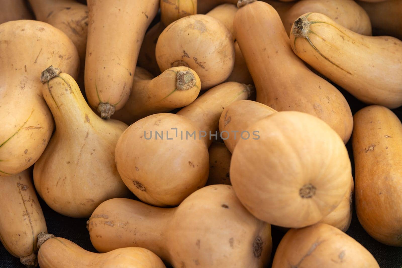 Background of Butternut Sqush at the market