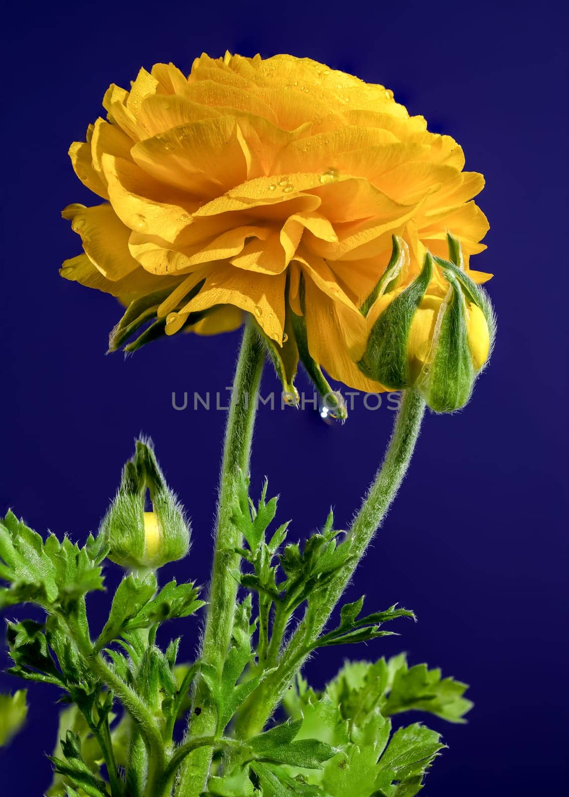 Yellow ranunculus flower on a blue background by Multipedia
