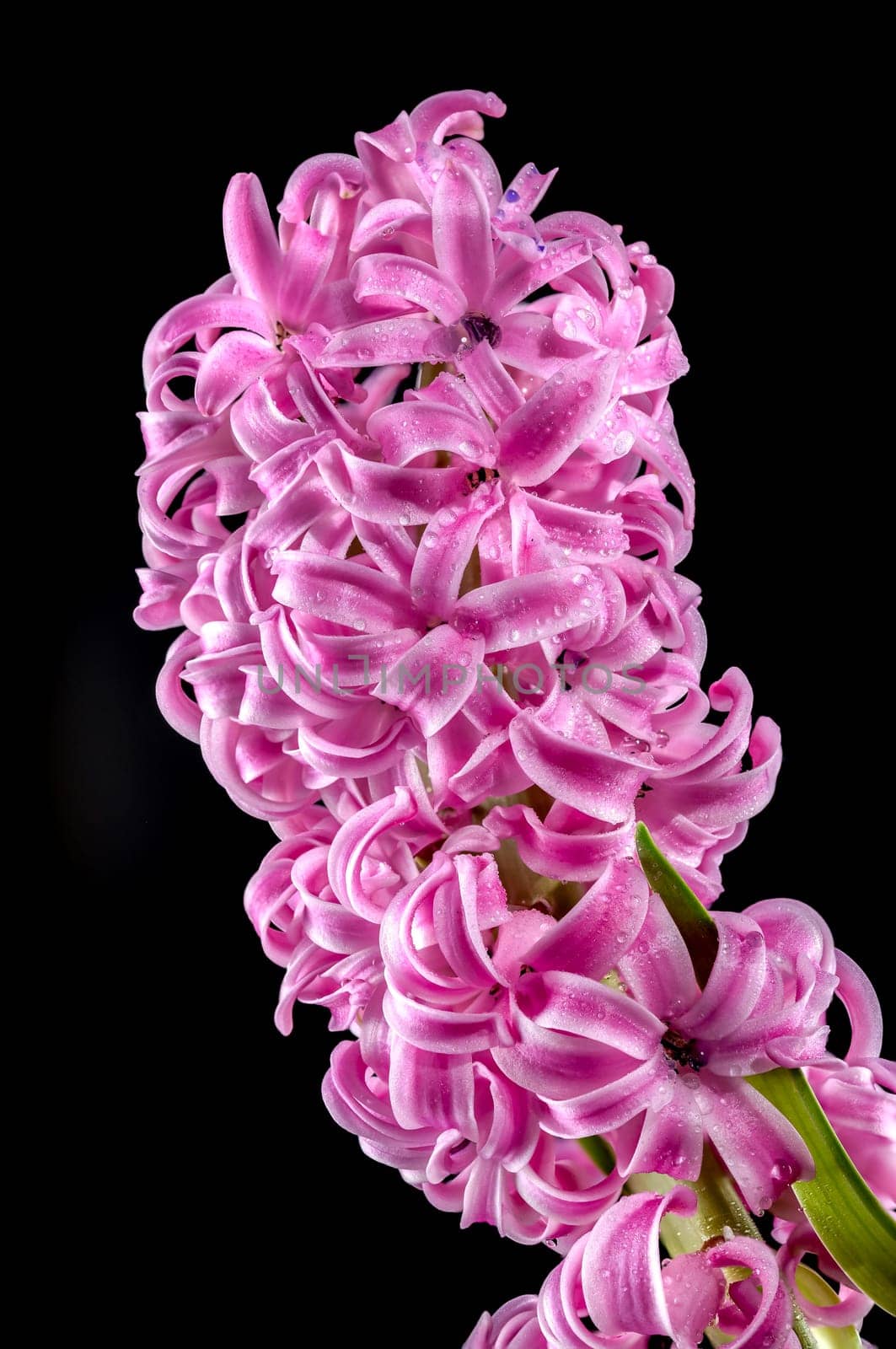 Pink Hyacinth flower on a black background by Multipedia