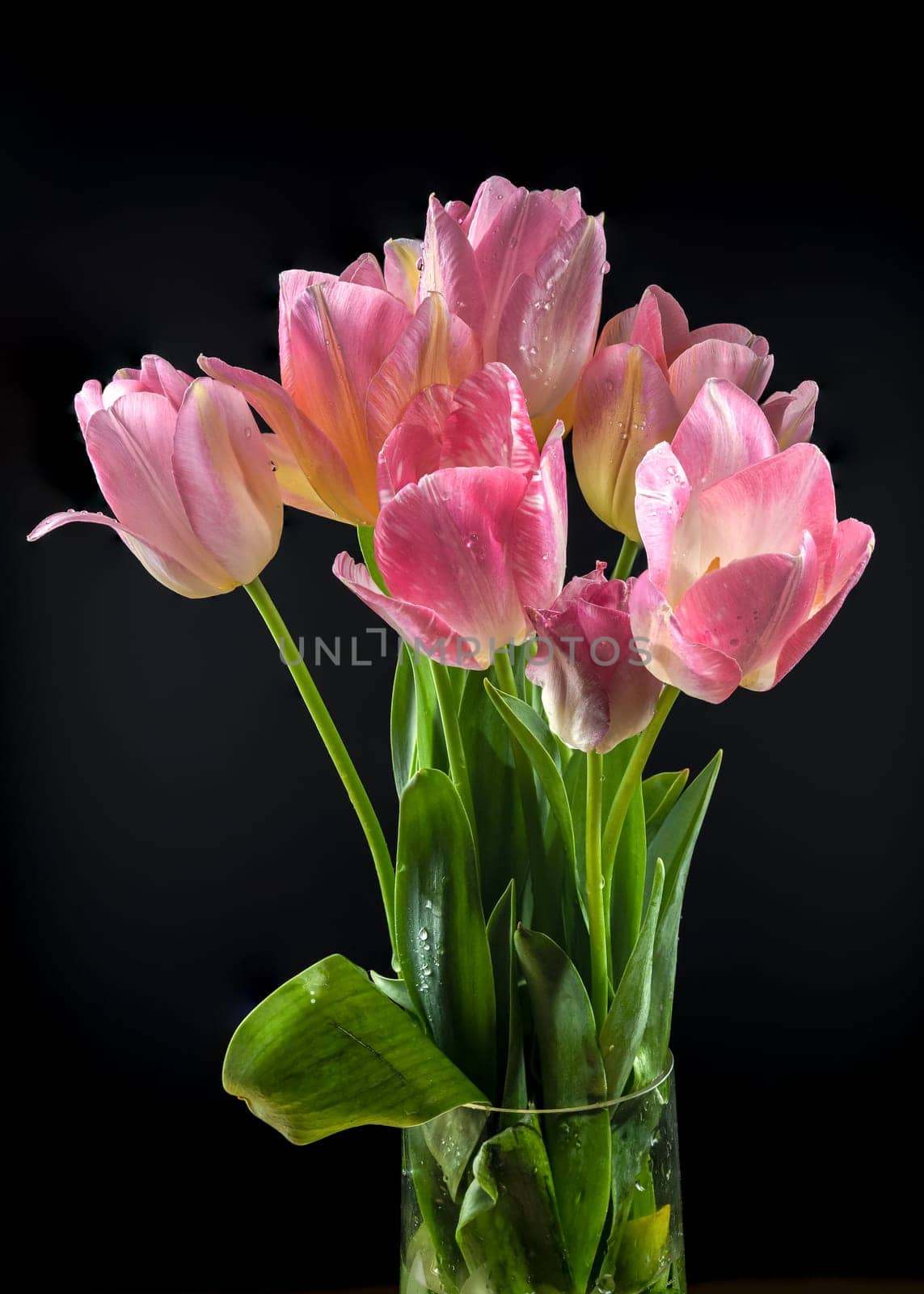 Beautiful blooming pink tulips flowers isolated on a black background. Flower head close-up.
