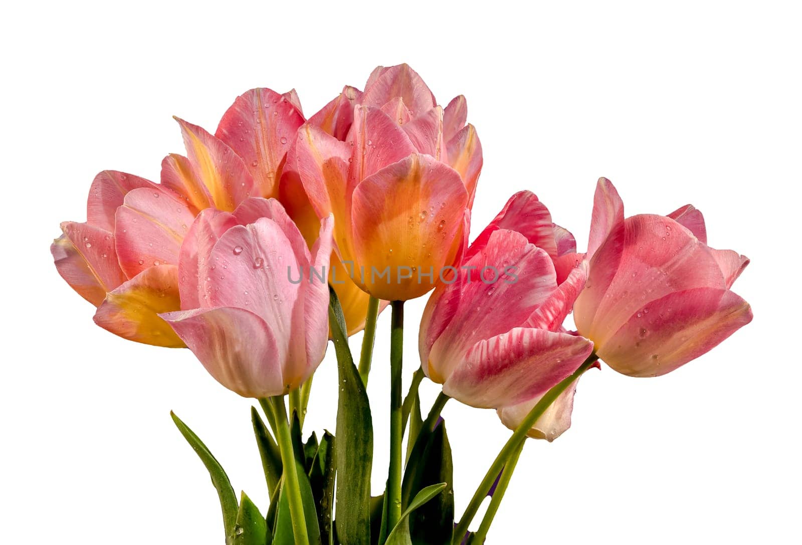 Beautiful blooming pink tulips flowers isolated on a white background. Flower head close-up.