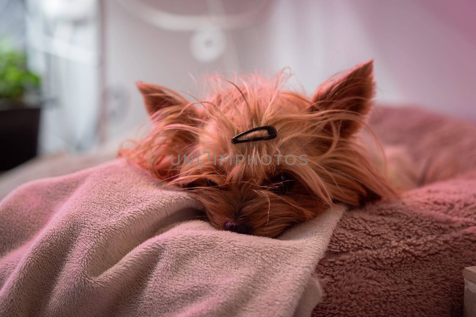 The Yorkshire Terrier dog is lying on the couch and resting. A beautiful pet dog by AnatoliiFoto